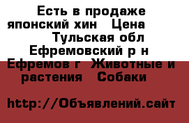 Есть в продаже японский хин › Цена ­ 20 000 - Тульская обл., Ефремовский р-н, Ефремов г. Животные и растения » Собаки   